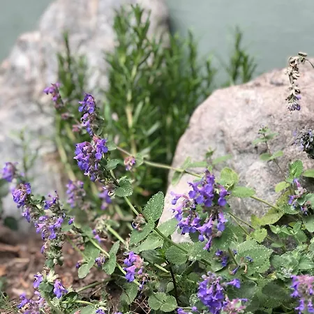 Mautzfried Appartement