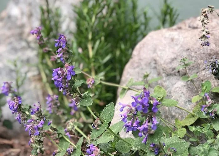Mautzfried Appartement